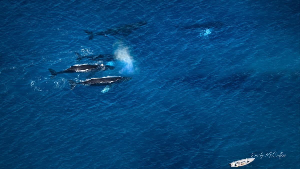 Humpback whales seen from the air, with a small boat nearby