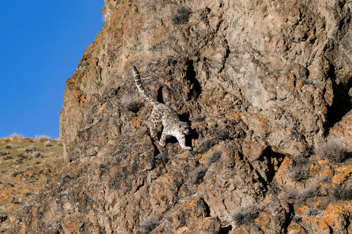 A snow leopard picking its way down a lichen-covered cliff in the Altai