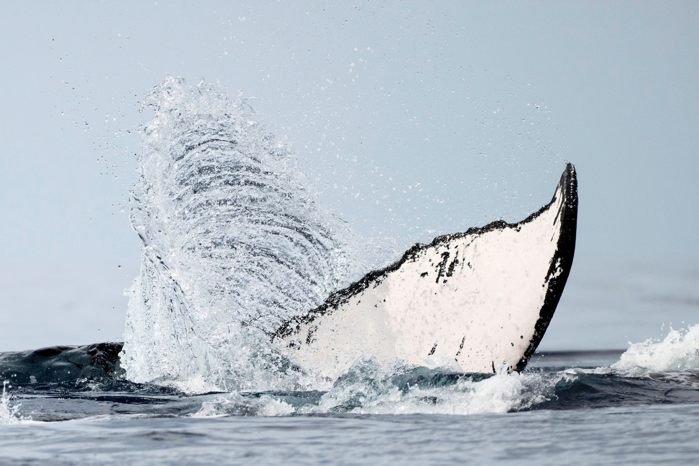 A humpback whale's tail lifting from the ocean in a sheet of spray