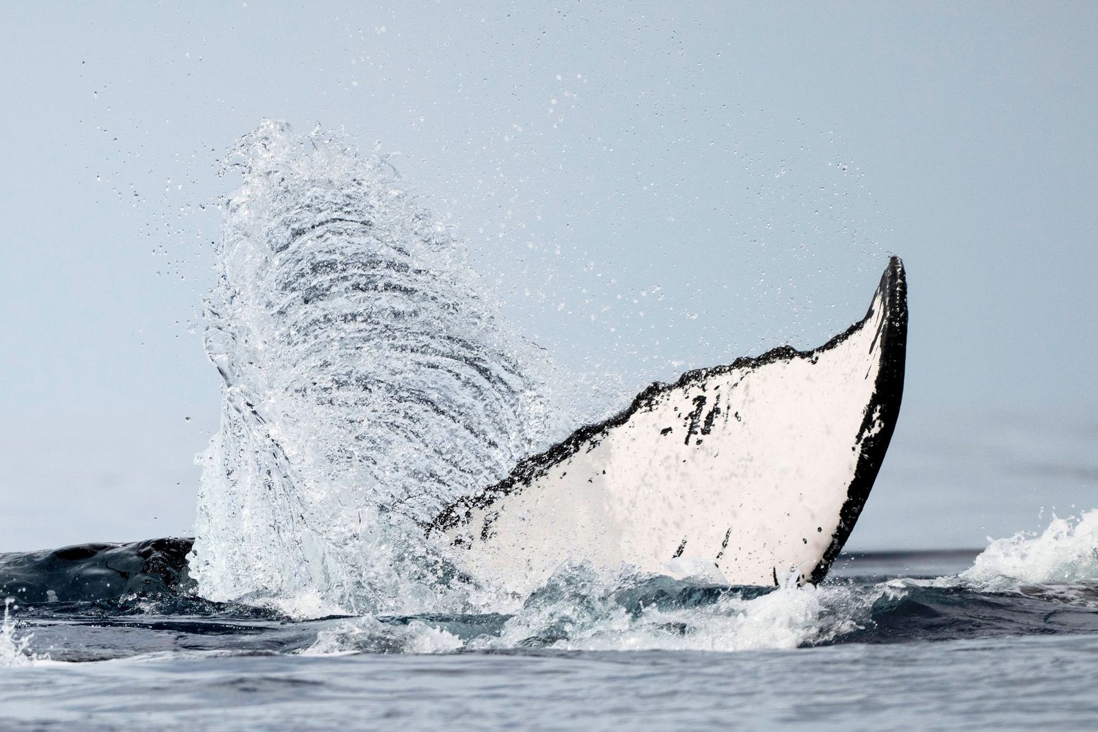 A humpback whale's tail lifting from the ocean in a sheet of spray